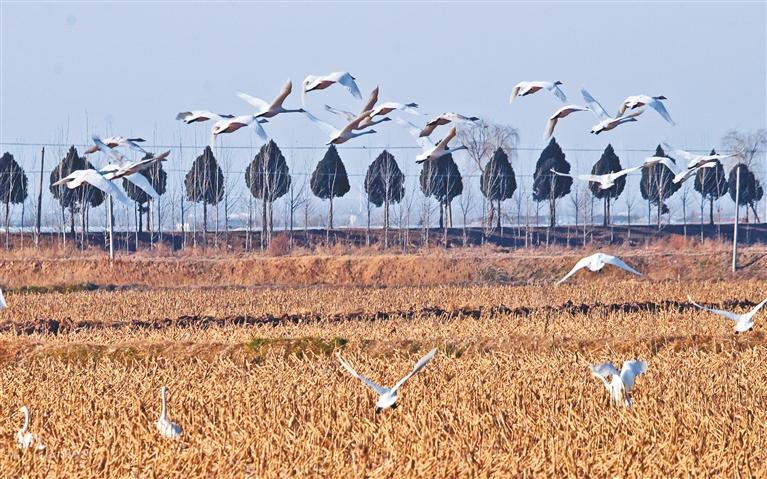 冬日里的“天鹅舞曲”